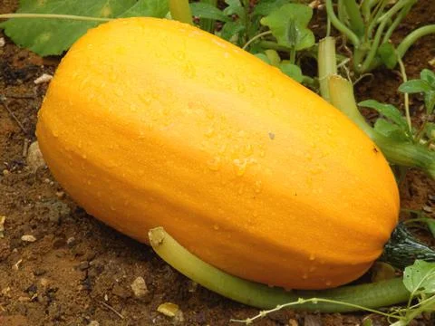 Orange Squash Stock Photos