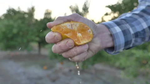 Orange Squeeze Stock Footage 219956500