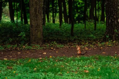 Orange squirrel in the park on the path between the trees Stock Photos