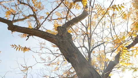 Orange squirrel runs on an old tree. Beautiful sunny day. Slow motion Stock Footage 120327016