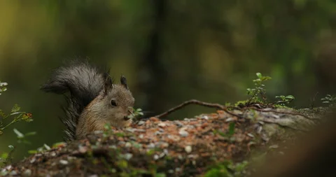 Orange squirrel on the tree trunk. Wildlife scene from nature. Orange animlal in Stock Footage 164718631
