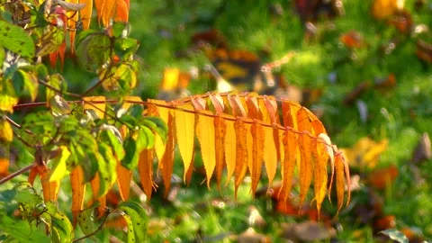Orange staghorn sumac - vinegar tree leaves - wind, sunny - autumnal background Stock Footage 145833199