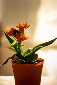 Orange Star of Bethlehem Stock Photos