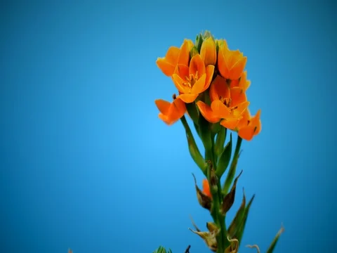 Orange Star Flower Blooming Stock Footage 76328103