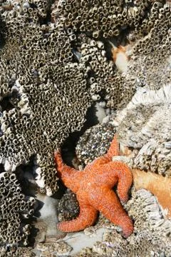 Orange starfish Stock Photos