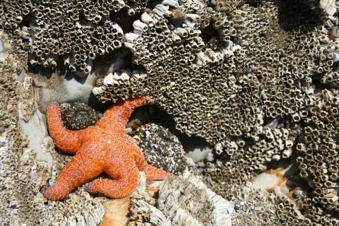 Orange starfish Stock Photos