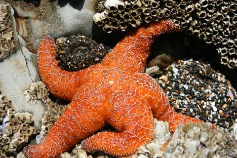 Orange starfish Stock Photos
