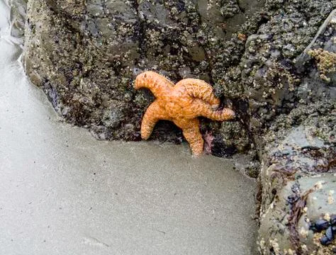 Orange Starfish Stock Photos