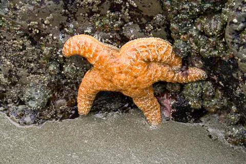 Orange Starfish Stock Photos
