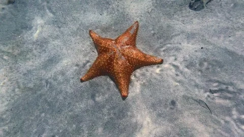 Orange starfish resting on the sandy ocean floor Video stock 336400031