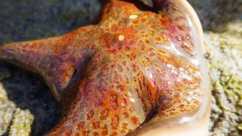 Orange starfish on a sand close up Stock Photos