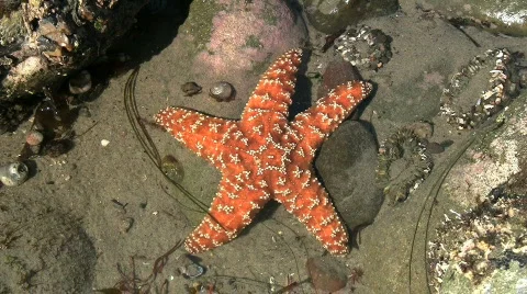 Orange Starfish In Tide Pool Stock Footage