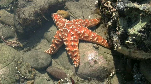 Orange Starfish In Tide Pool Stock Footage 577435
