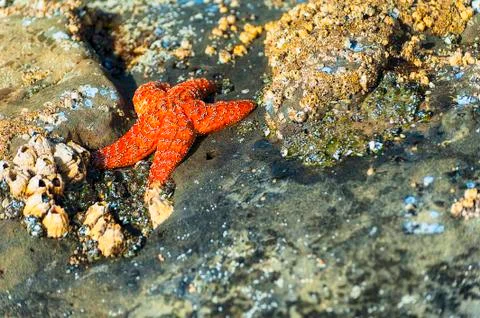 Orange Starfish in tide pool Stock Photos