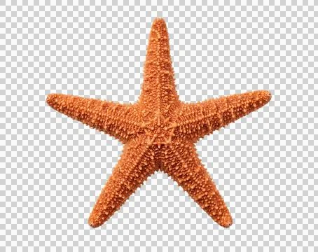 Orange starfish on transparent background. Stock Photos