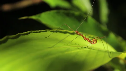 Orange Stick Bug Forest Insect 1, Schwaner Muller Mountains, Borneo Stock Footage 142861539