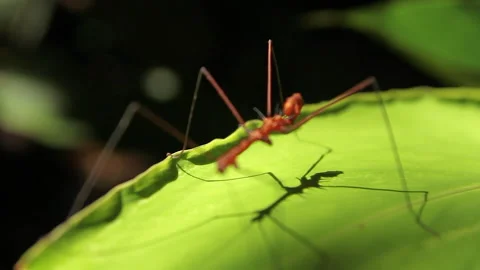 Orange Stick Bug Forest Insect 2, Schwaner Muller Mountains, Borneo Stock Footage 142861700