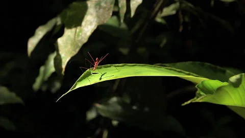 Orange Stick Bug Forest Insect 5, Schwaner Muller Mountains, Borneo Stock Footage 142862106