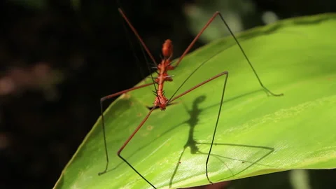Orange Stick Bug Forest Insect 6, Schwaner Muller Mountains, Borneo Stock Footage 142862254