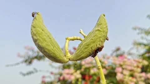 Orange stink bug on flower bud in nature close up Stock Footage 307000053
