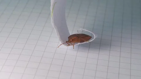 Orange Stink Bug Insect resting on piece of paper. Close up shot. Stock Footage 267950733