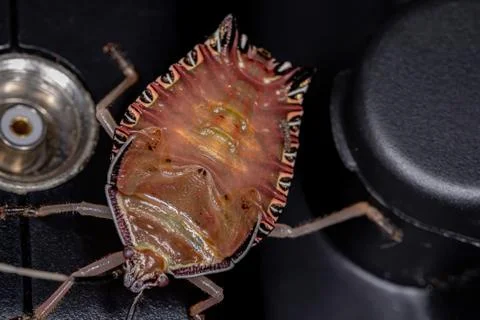 Orange Stink Bug Stock Photos