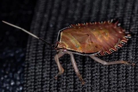 Orange Stink Bug Stock Photos