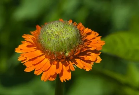 Orange strawflower Stock Photos