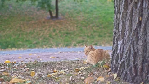 Orange stray cat sitting and relaxing near big old tree in Odessa city park in Stock Footage 107684846