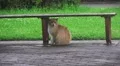 Orange Stray Cat Under Park Bench To Shelter From Rain Fussa Tokyo HD HD Footage