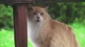 Orange Stray Cat Under Park Bench To Shelter From Rain Close Up Fussa Tokyo H HD Footage