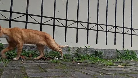 Orange Stray Cat Walking Across Paving Block from Right to Left Stock Footage 329845027