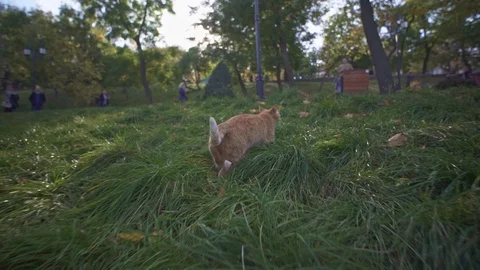 Orange stray cat walking and exploring Odessa city park in Ukraine on a summer Stock Footage 107805636