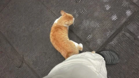 Orange Stray Cat Walks Around Peoles Feet View From Above Vídeo Stock 56570460