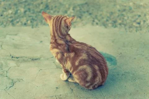 Orange striped cat Stock Photos