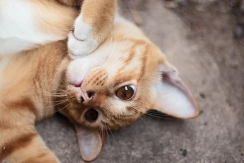 Orange striped cat Stock Photos