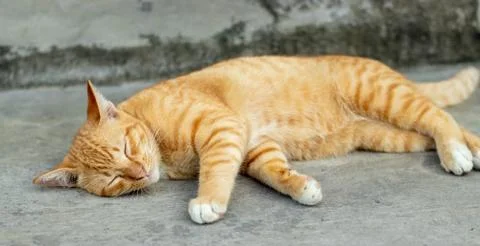 Orange striped cat Stock Photos