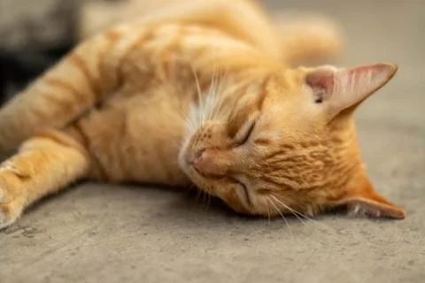 Orange striped cat Stock-Fotos