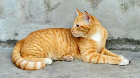 Orange striped cat Stock-Fotos