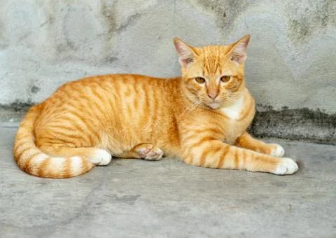 Orange striped cat Stock-Fotos