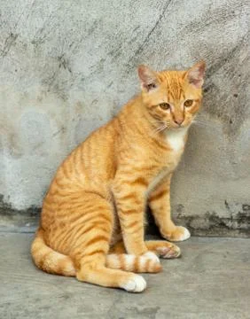 Orange striped cat Fotos Stock