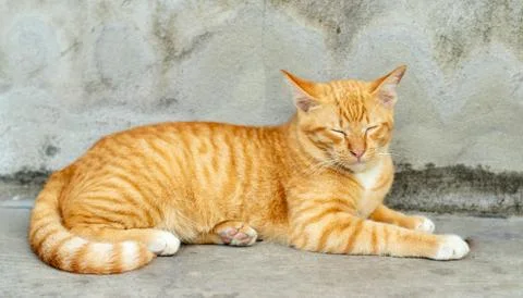Orange striped cat Stock Photos
