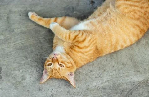 Orange striped cat Stock-Fotos