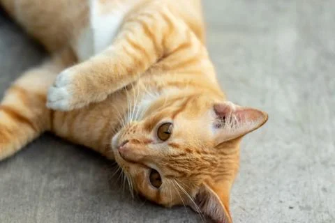 Orange striped cat Stock-Fotos