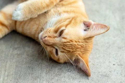 Orange striped cat Stock Photos