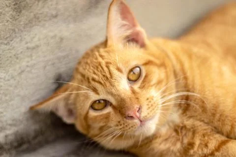 Orange striped cat Fotos Stock