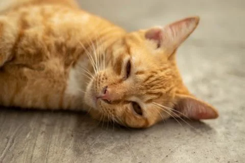 Orange striped cat Stock Photos