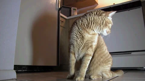 Orange striped cat walks out of kitchen Video stock 24802629