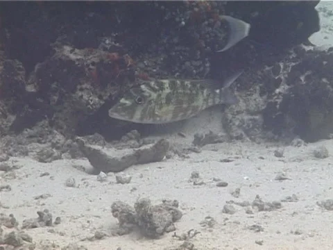 Orange-striped emperor hovering, Lethrinus obsoletus, UP13333 Stock Footage 38374372
