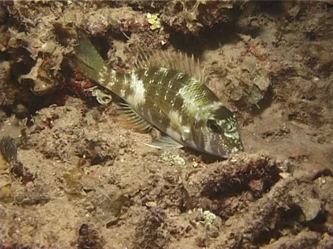 Orange-striped emperor sleeping at night, Lethrinus obsoletus, UP13368 Stock Footage 38374524